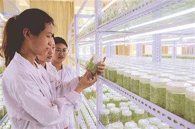 山西农业大学高寒作物研究所工作人员正在查看黄花菜新品种培育情况。