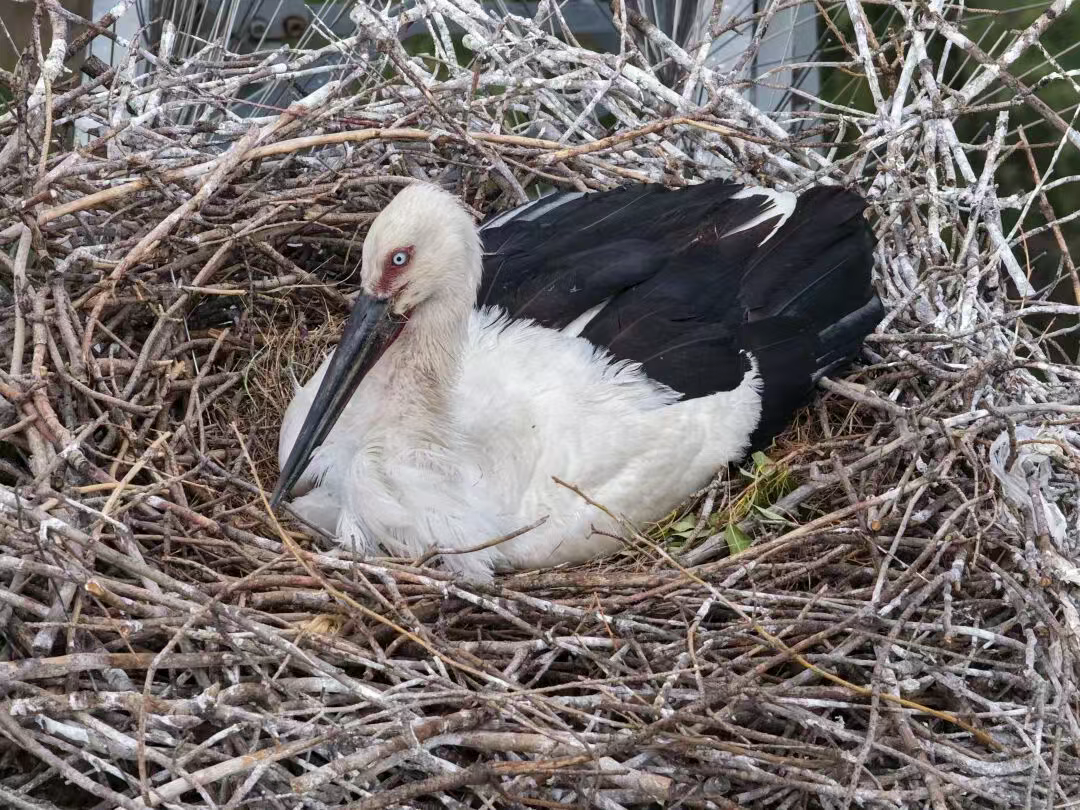 /website-webapp/ewebeditor/uploadfile/20251110103735107001