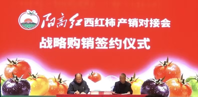 大同：“阳高红”亮相首都市场 2026年“阳高红”西红柿品牌升级发布会暨产销对接会在北京新发地举办
