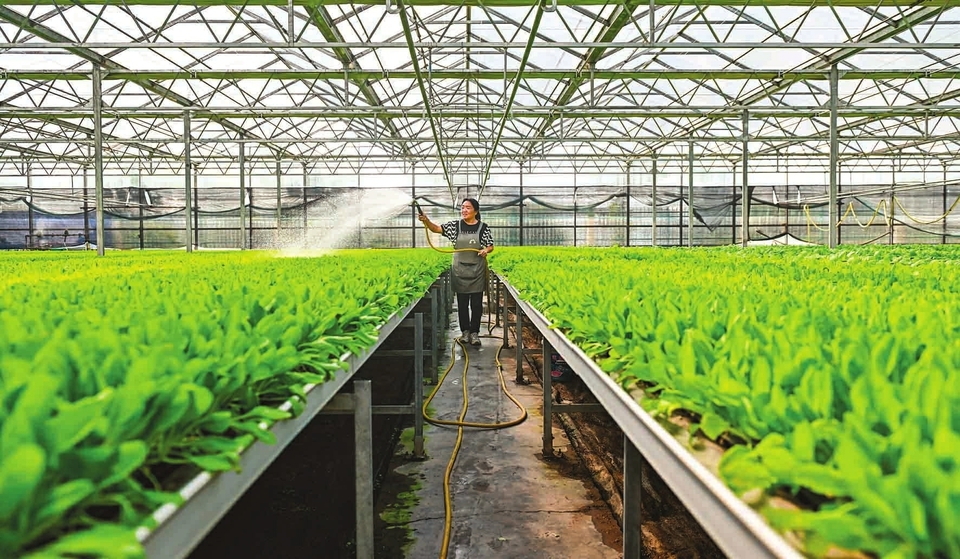 我省强化体制机制创新，健全现代农业经营体系，提升农业质量效益。图为长治市屯留区助民农业科技有限公司的育苗大棚。李燎原摄