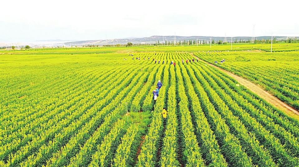 在大同市云州区三十里铺村黄花种植基地，农民正在采摘黄花（资料图片）。