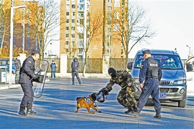 图为开放日活动中,训导员指令警犬执行抓捕任务演练。于宏摄