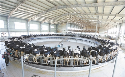 2025年全市肉蛋奶总产量是2005年的2．9倍，畜牧业总产值更是跃升至2005年的4．7倍。苑捷摄